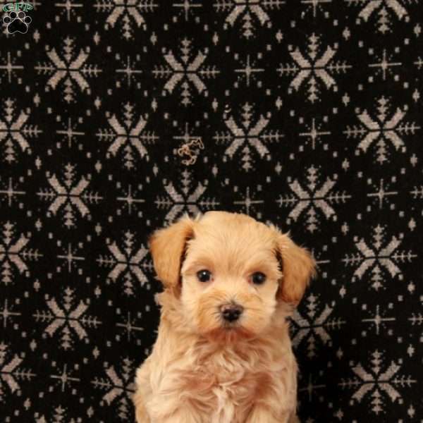 Jingle, Maltipoo Puppy